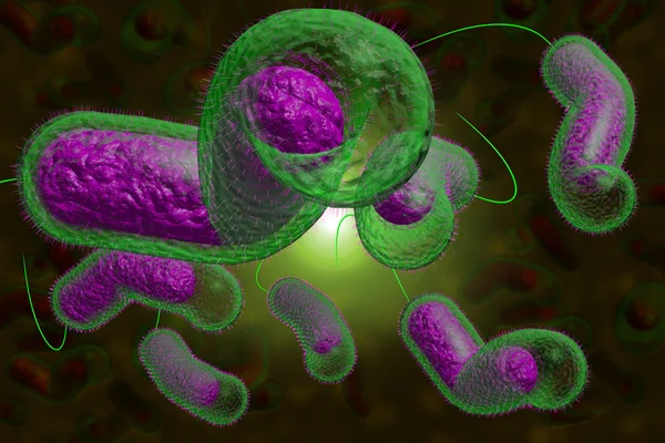 Bakteri Kolera — Stok Foto