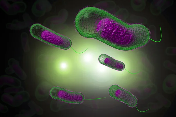 Cholera Bacteria — Stock Photo, Image