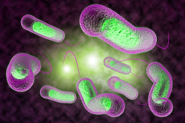 Cholera bacteriën — Stockfoto