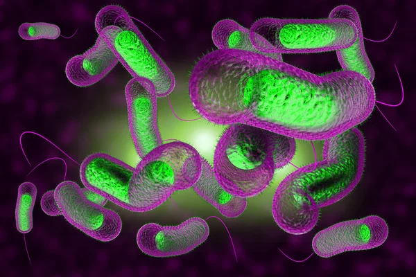 Cholera Bacteria — Stock Photo, Image