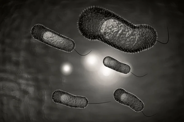 Bacterias del cólera — Foto de Stock