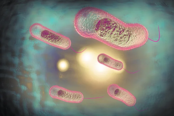 Bactéries du choléra — Photo