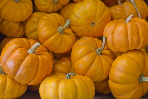 Mini Pumpkin — Stock Photo, Image