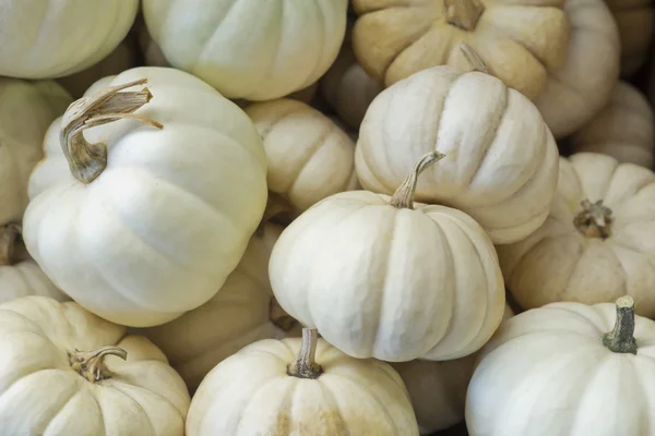 Mini Pumpkin — Stock Photo, Image