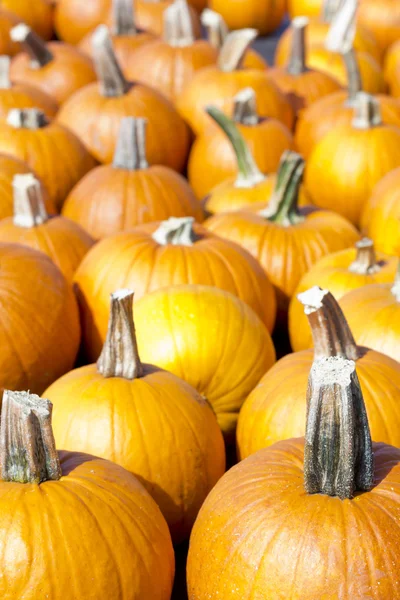 Display Pumpkins — Stock Photo, Image