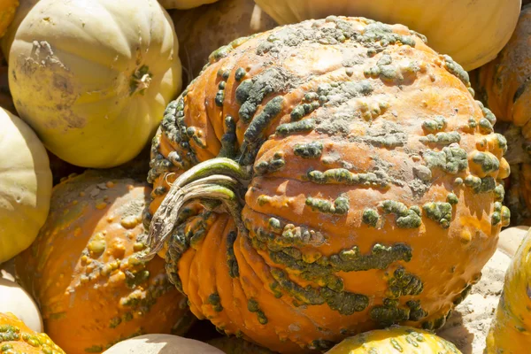 Knucklehead Pumpkin — Stock Photo, Image