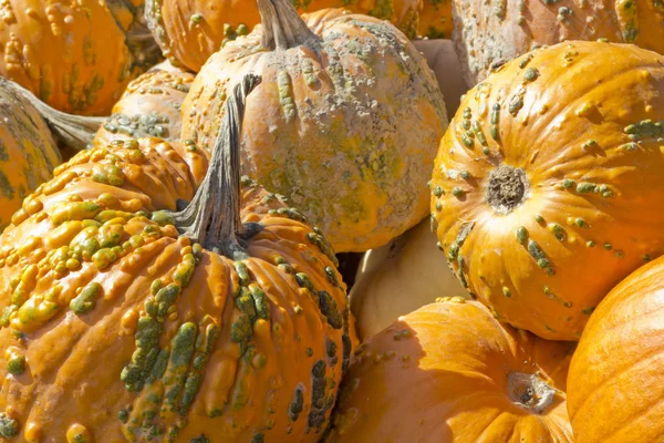 Knucklehead Pumpkin — Stock Photo, Image