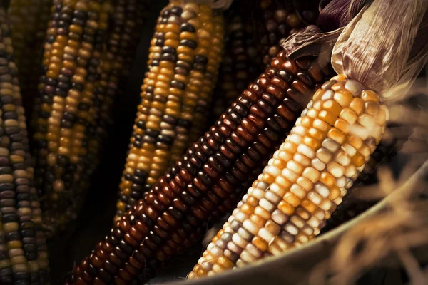 Dried Indian Corn