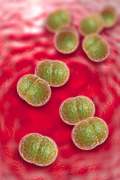 Agyhártyagyulladás baktériumok fertőzés — Stock Fotó