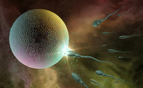 Sperm and Egg — Stock Photo, Image