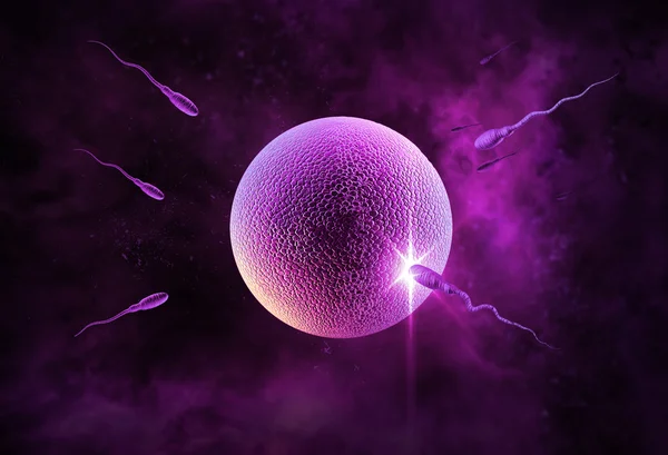 Sperm and Egg — Stock Photo, Image