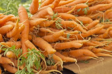 Organik havuç arka plan