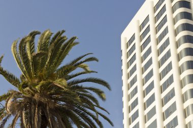 Uzun palmiye ağaçları