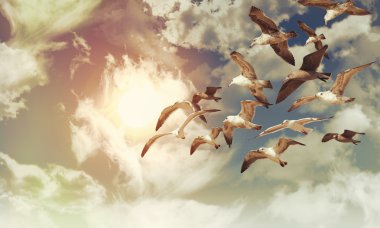 Martı uçan Flock