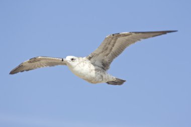 Martı uçan gökyüzü