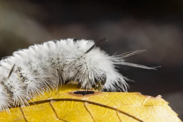 Fehér Hickory Tussock moly Caterpillar — Stock Fotó