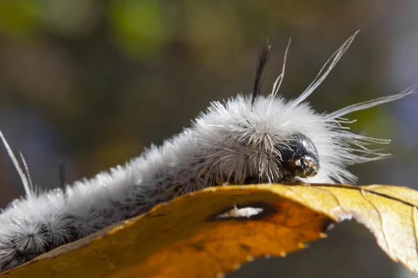 Fehér Hickory Tussock moly Caterpillar — Stock Fotó