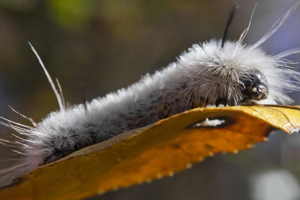 Fehér Hickory Tussock moly Caterpillar — Stock Fotó