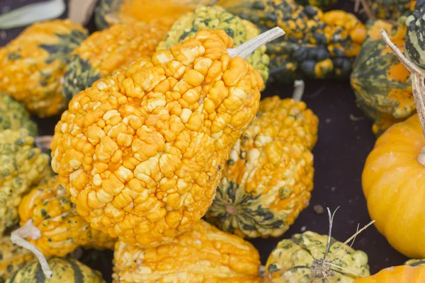 Decorative Autumn Gourds — Stock Photo, Image