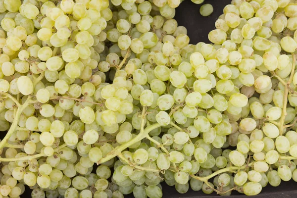 Druiven op wijnstok — Stockfoto