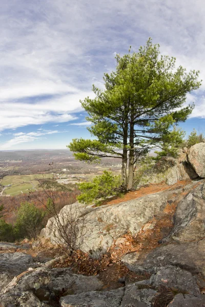 Appalachian Mountain Pine — Stockfoto