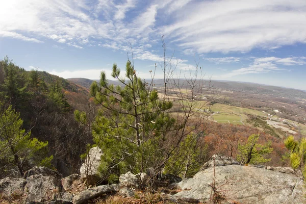 Appalachian Mountain Pine — Stok fotoğraf