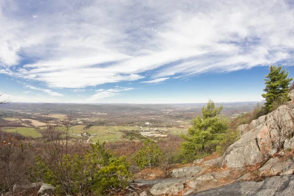 Appalachische Latschenkiefer — Stockfoto