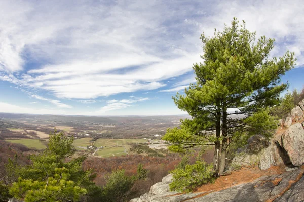 Appalachische Latschenkiefer — Stockfoto