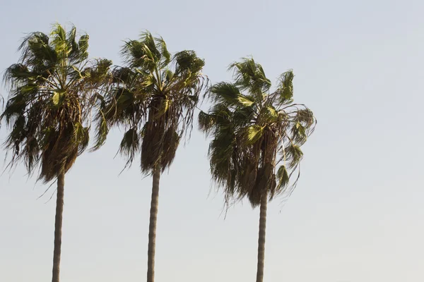 Vysoké palmy — Stock fotografie