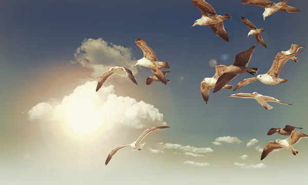 Seagull Flying Flock — Stock Photo, Image