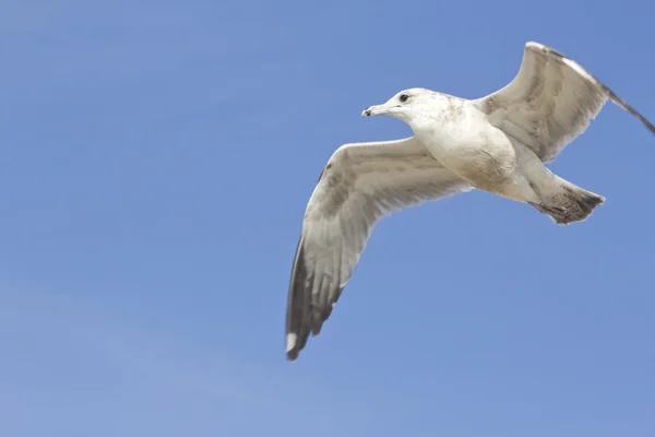 Céu voador da gaivota — Fotografia de Stock