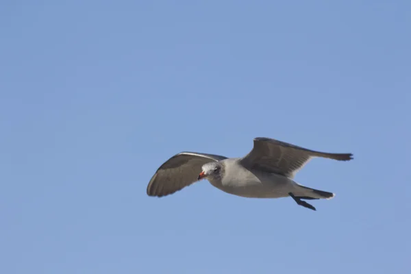 Céu voador da gaivota — Fotografia de Stock