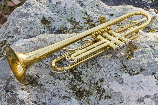 Textura de rocha trompete — Fotografia de Stock