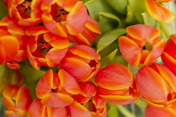 Orange Unicum Tulips — Stock Photo, Image