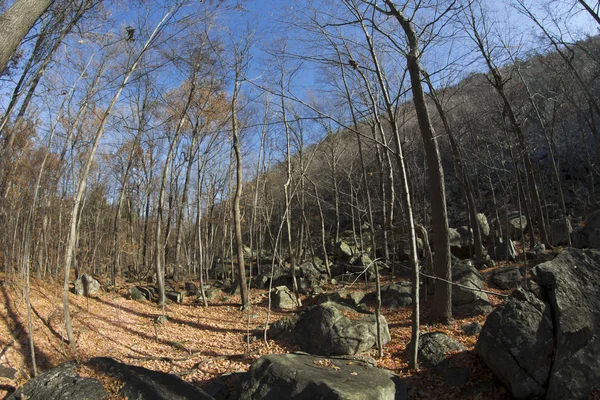 Outono Bosques Montanhas — Fotografia de Stock