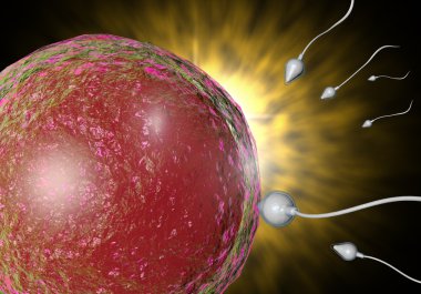 sperm ve yumurta