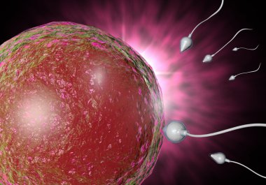 sperm ve yumurta