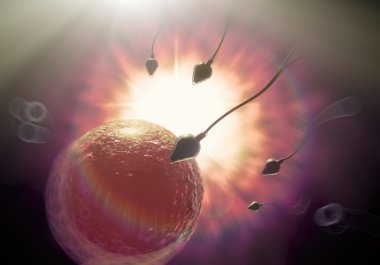 sperm ve yumurta