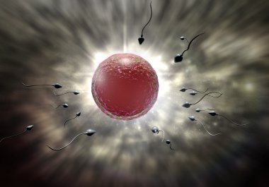 sperm ve yumurta