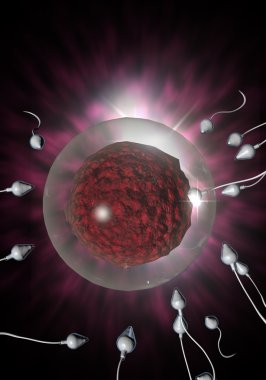 sperm ve yumurta