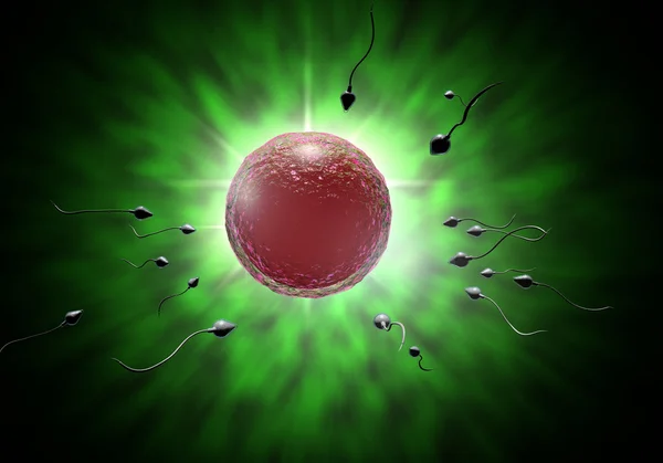 Spermă și ou — Fotografie, imagine de stoc