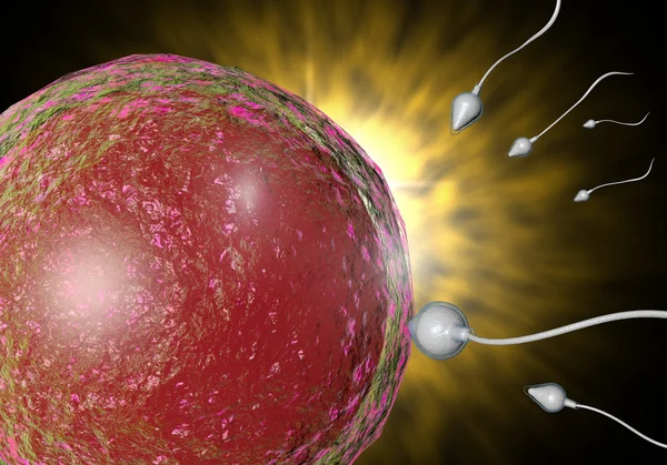 Сперматозоїдів і яйце — стокове фото