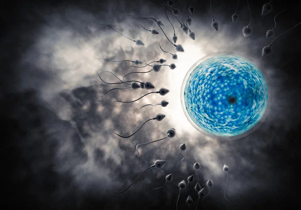 精子と卵 — ストック写真