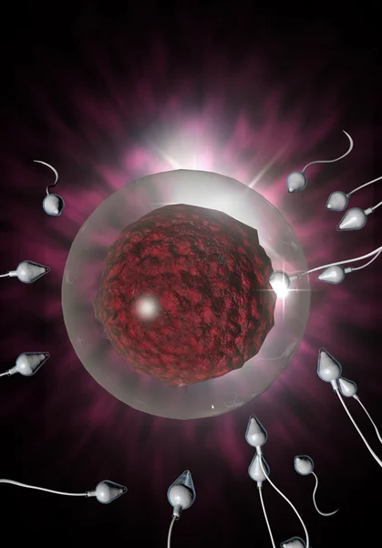 Sperm and Egg — Stock Photo, Image