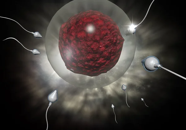 Сперматозоїдів і яйце — стокове фото