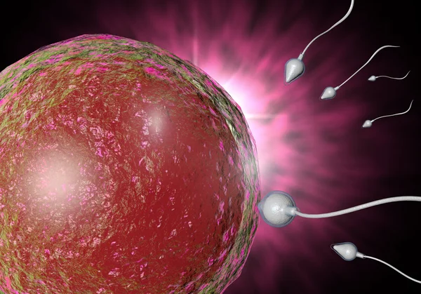 Sperm and Egg — Stock Photo, Image
