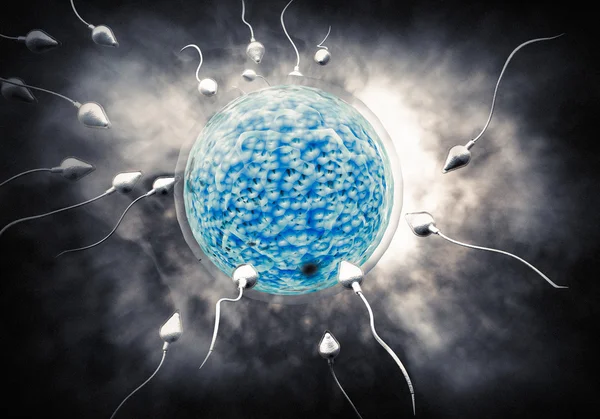 Sperm and Egg — Stock Photo, Image