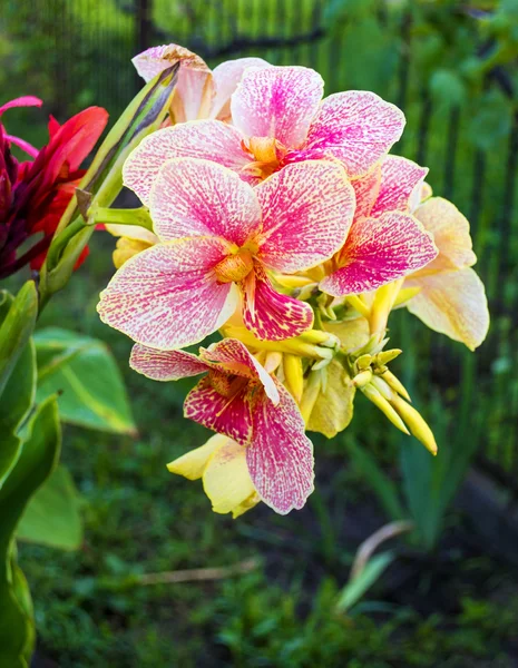 花园里的美人蕉花 — 图库照片