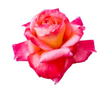 pembe gül çiçeği