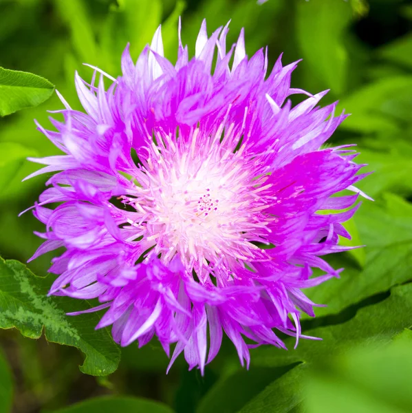 Květu bodláku — Stock fotografie